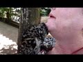 Jaguar cubs find new home in Nicaraguan zoo