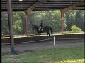 A Fancy Imported FEI Gelding For Sale- Training Grand Prix