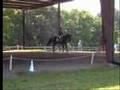 A Fancy Imported FEI Gelding For Sale- Training Grand Prix
