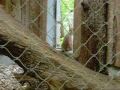 Luchs Lynx Family Zoo Munich CIMG 0016.wmv