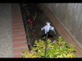 International Connection - Solar Light Garden Yard Stick - New Item