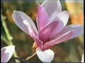 项定秀 Mim Haam 假如你是一朵花 Kheev Lam Koj Yog Ib Rev Paj (Original Music Video)