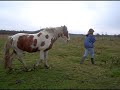 My New Horse .... Tonto