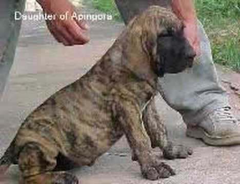 fila brasileiro