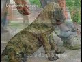 Top Fila Brasileiro male brindle Top Fila Brasileiro male brindle
