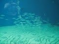 Aquamarine Video