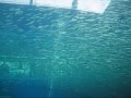 Aquamarine Video