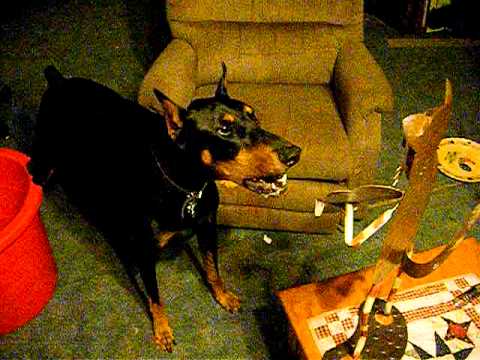 Max The Doberman and His Nemesis