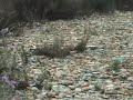 iuliano la discarica che bertolaso avrebbe bonificato