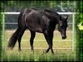 2005 AQHA Black Stallion by Gucci Only (Invitation Only x Hotrodders Jet Set mare) and out of Shez Too Snazzy  (Snazzy Story x Miss Sonora Glow).  Harper is western pleasure breeding at its best!   Awesome mind, exquisite form with movement to match. He has had the honor to breed mares with a varied heritage this year, all with top pleasure bloodlines.  His show career was put on hold during his 2 YO year as he contracted EPM, but only a mild case.  He has recovered nicely and is standing at stud.  See more about Set For Life at http://www.setforlifeqh.com