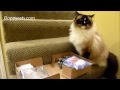 Ragdoll Cats Receive In Home Test Kits for UTIs in Cats and More - ねこ - ラグドール - Floppycats
