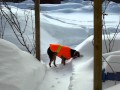 Heidi the Dog Buries a Treat in the Snow
