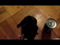 4 week old French Bulldog puppy learning to walk