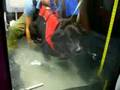 Rufus rehab underwater treadmill #1-7/22/08