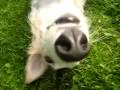 Borzoi