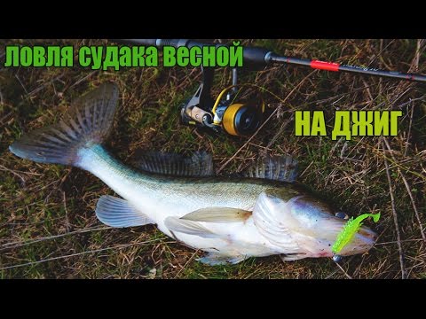 судак весной на реке судак весной на реке