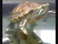 trachemys-scripta-scripta-ii.html