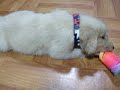 ???? . dog.play ???? . dog.play