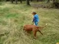 pit bull and child fight