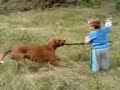 pit bull and child fight
