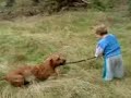 pit bull and child fight