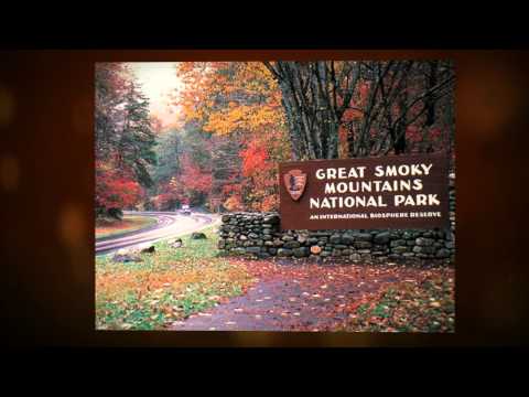 Above The Tree Tops (#49) Video Tour