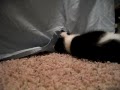 Kitten Fight between a Hanging Bedsheet Part 1