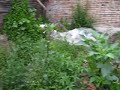 Datura stramonium Datura stramonium