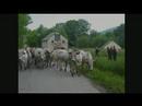 transhumance transhumance