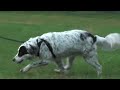 Gilda Border Collie-English Setter-Mischling