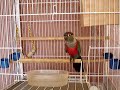 Conures and Michael Bublé (the dancing)