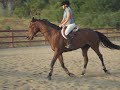 Caryn riding Gwen in a lesson with Don Sachey Caryn riding Gwen in a lesson with Don Sachey