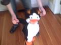 Flightless but Cute