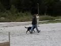 Lydighet LP2 Rottweiler