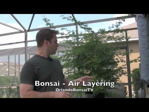 brazilian raintree - In this video I demonstrate how to propogate bonsai material through air layering. It is a way to develop roots on a section of a tree prior to a separating ...