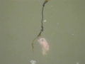 A river in Bolivia