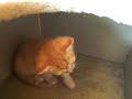 Video anschauen
