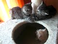Video anschauen