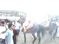 tbourida fantasia marbouh mon cheval et moi tbourida fantasia marbouh mon cheval et moi