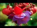 BEAUTIFUL FLORAL MEMORIES 5 MINUTE VERSIONc-show0.mp4