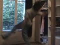 grichka krump moves mix