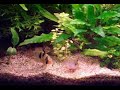 Microgeophagus ramirezi dwarf cichlids breeding part 4