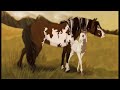DA Herd