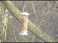 relax-calm-chill-out-birdfeeder-and-dire-straits.html