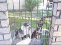 Dogs bark