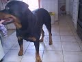 ROTTWEILER SICARIO