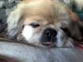videos de toby danonino culito zubia x2