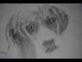 www.artistcommissions.co.uk Beagle dog custom portrait commission, designed to perfection with photo realism style. We offer a wide range of portraits in different styles. We can paint or draw your pet , baby, child, couple, family, horse, dog, cat , celebrities and anything you like.