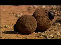 Kheper vs. Kheper – Dung Ball Race