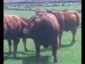 Limousin